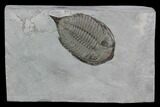 Dalmanites Trilobite Fossil - New York #101554-1
